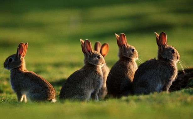 Everytime an 'SEO Expert' tells you they guarantee success, one of these rabbits goes all Monty Python on their face | Source